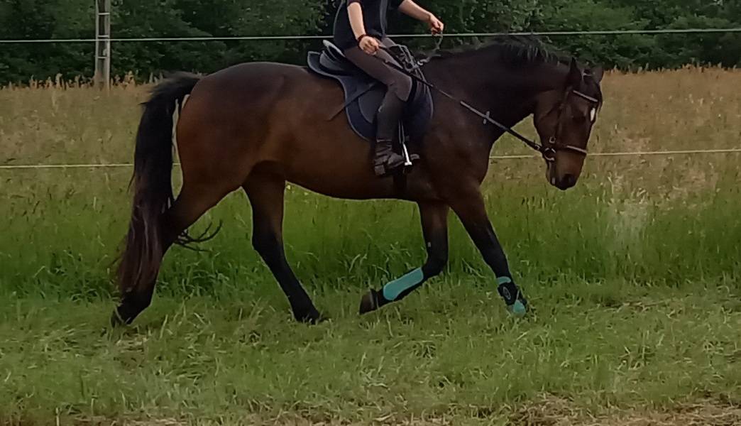 Tr&egrave;s jolie connemara OC ma&icirc;tre d'&eacute;cole