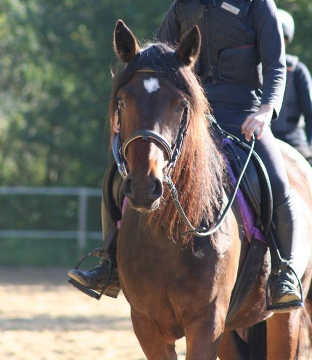 Tr&egrave;s jolie connemara OC ma&icirc;tre d'&eacute;cole