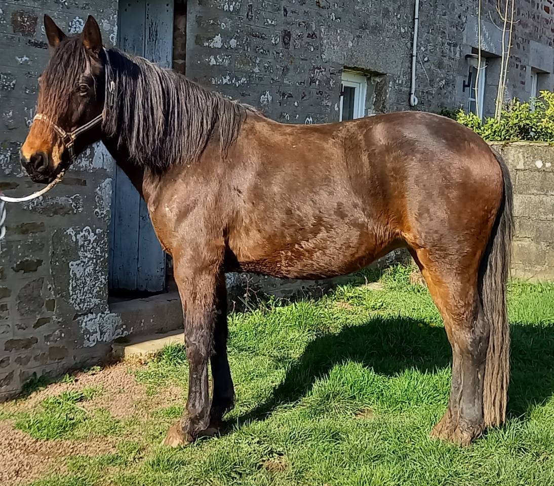 Tr&egrave;s jolie connemara OC ma&icirc;tre d'&eacute;cole