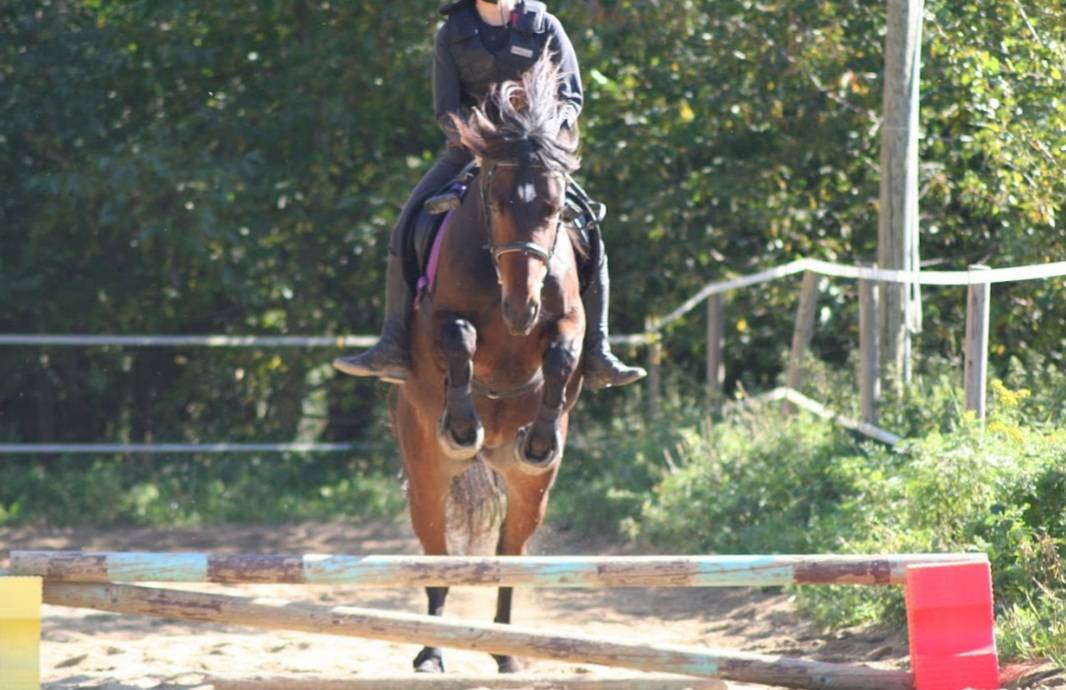 Tr&egrave;s jolie connemara OC ma&icirc;tre d'&eacute;cole