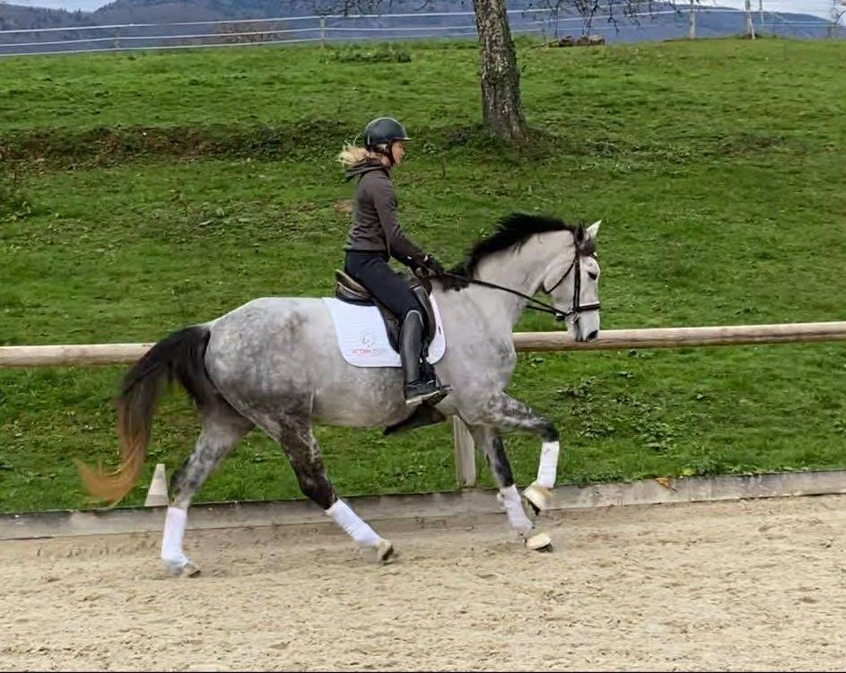 Jument - Hanovrienne - 5 ans - dressage - France