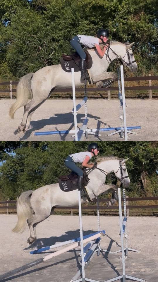 Poney PFS de 7 ans - gagnant Pelite - 145cm 