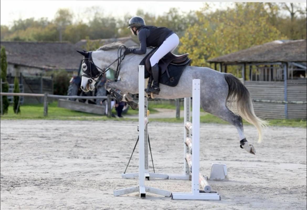 Poney de 6 ans PFS - 148cm - fils de UHELEM DE SEILLE