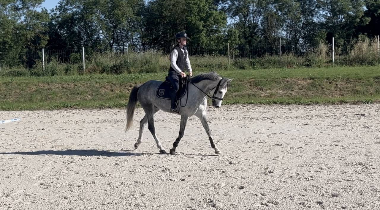 Poney de 6 ans PFS - 148cm - fils de UHELEM DE SEILLE