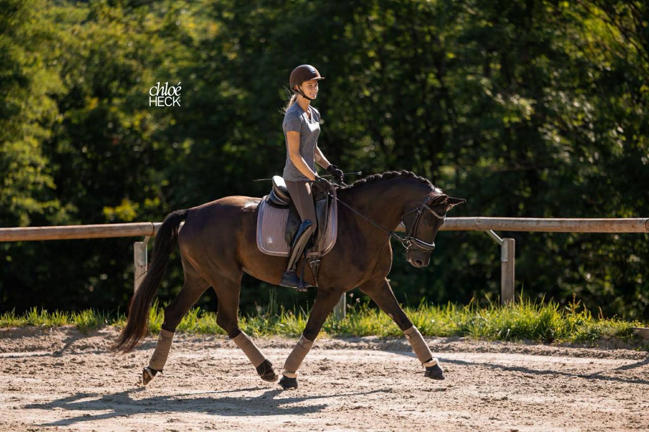 Jument - Selle Fran&ccedil;ais - 6 ans - Dressage - France