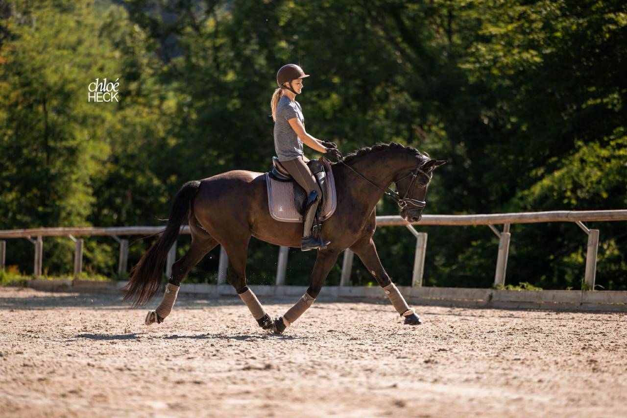 Jument - Selle Fran&ccedil;ais - 6 ans - Dressage - France