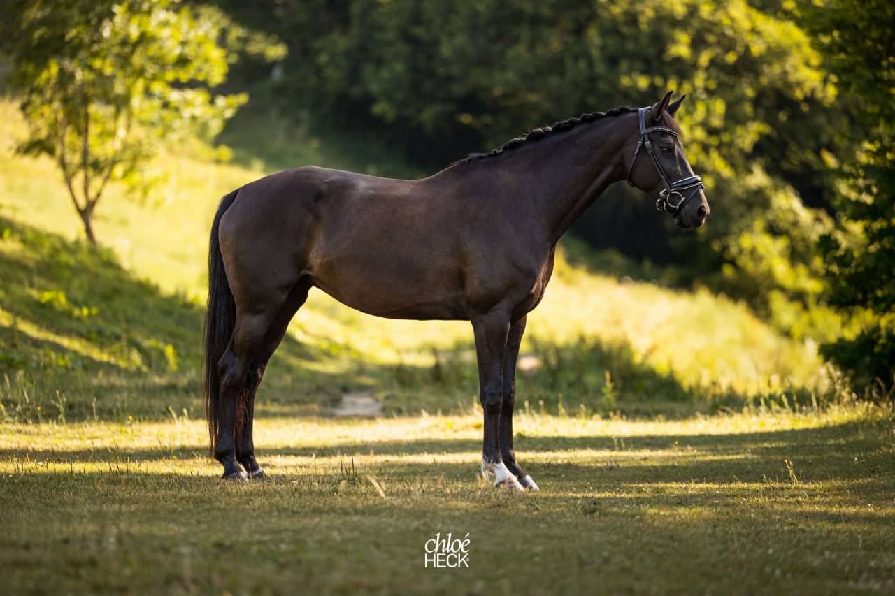 Jument - Selle Fran&ccedil;ais - 6 ans - Dressage - France