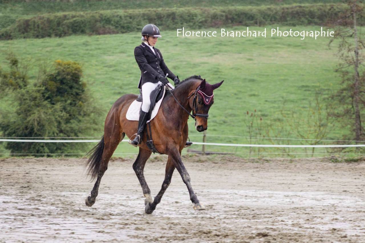 Top cheval dressage (pour St George mini &agrave; terme)