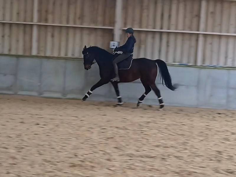 Top cheval dressage (pour St George mini &agrave; terme)