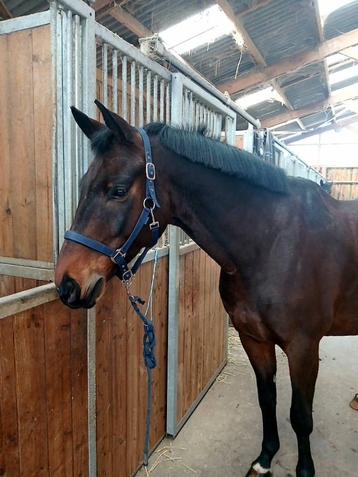 Top cheval dressage (pour St George mini &agrave; terme)