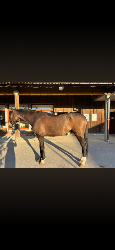 Hongre 9 ans 15000&euro;