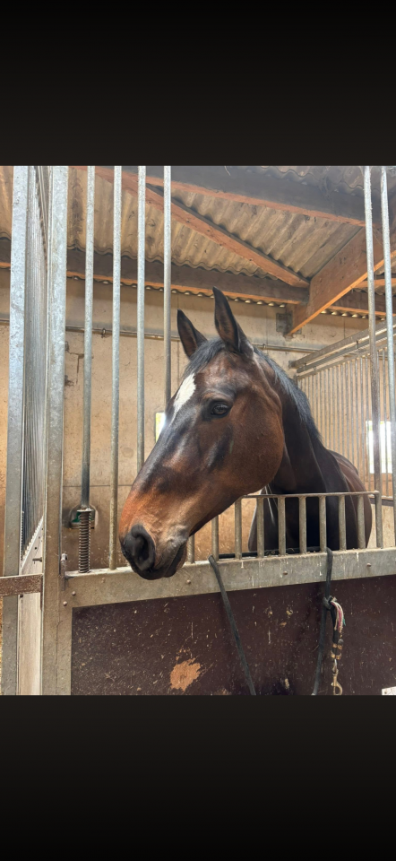 Hongre 9 ans 15000&euro;