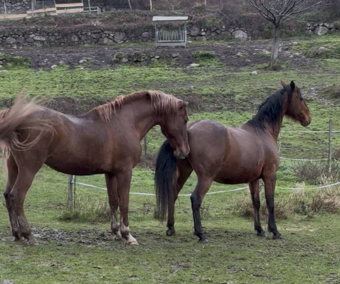 Saillie Pure Race Espagnole