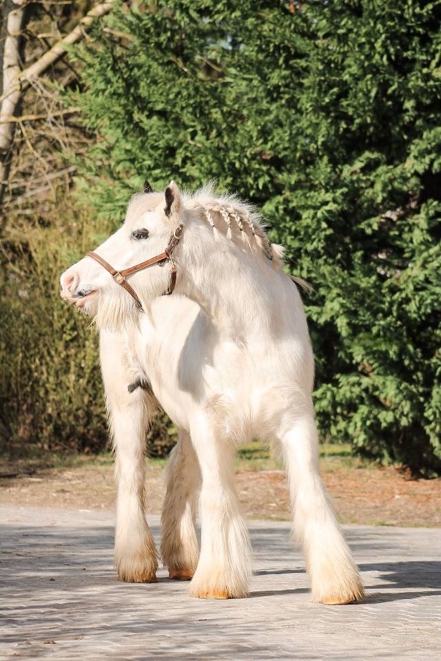 Poney 8 ans