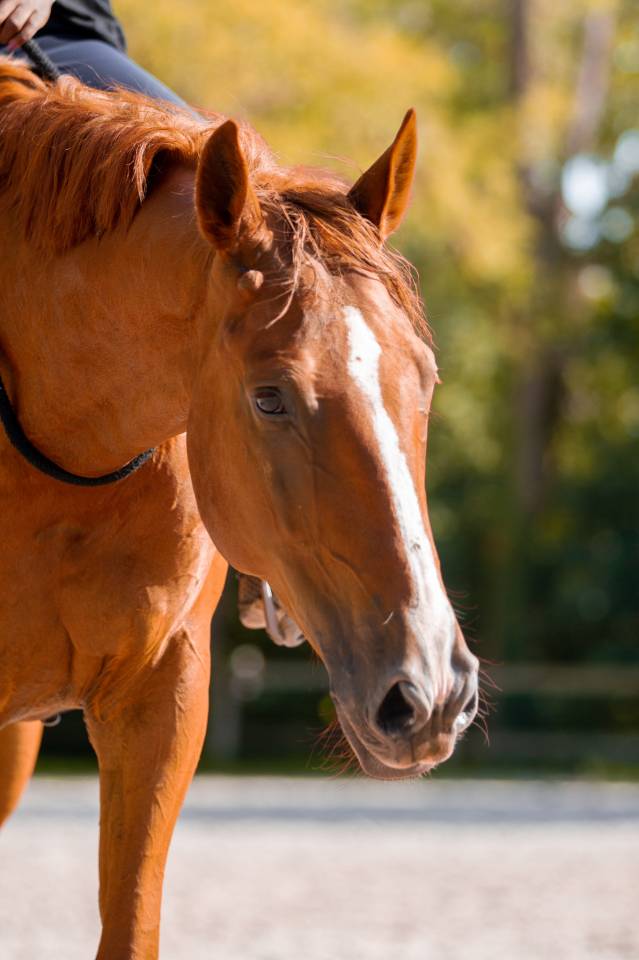 Hongre &agrave; vendre 