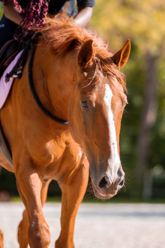 Hongre &agrave; vendre 