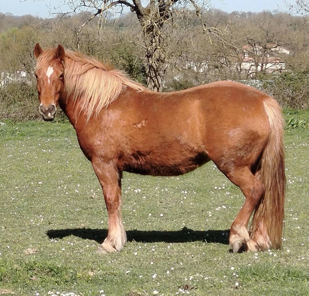 ponette connemara part bred 7 ans