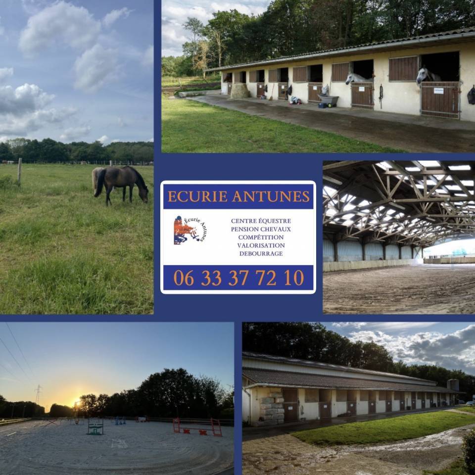 Pension chevaux - Ecurie Antun&egrave;s - Villers sur le roule