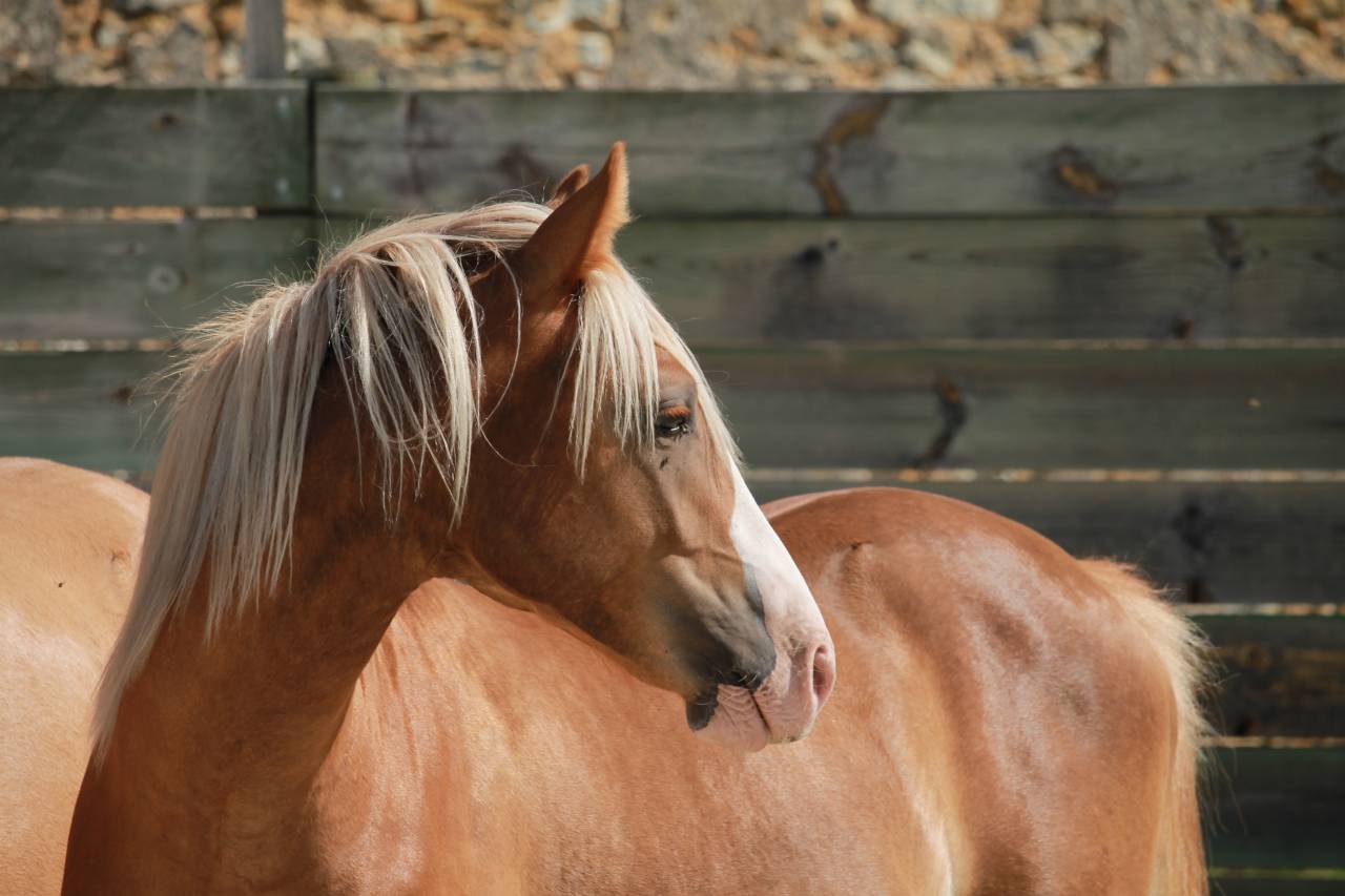 M&acirc;le PFS 2 ans par Dragibus du Rouget