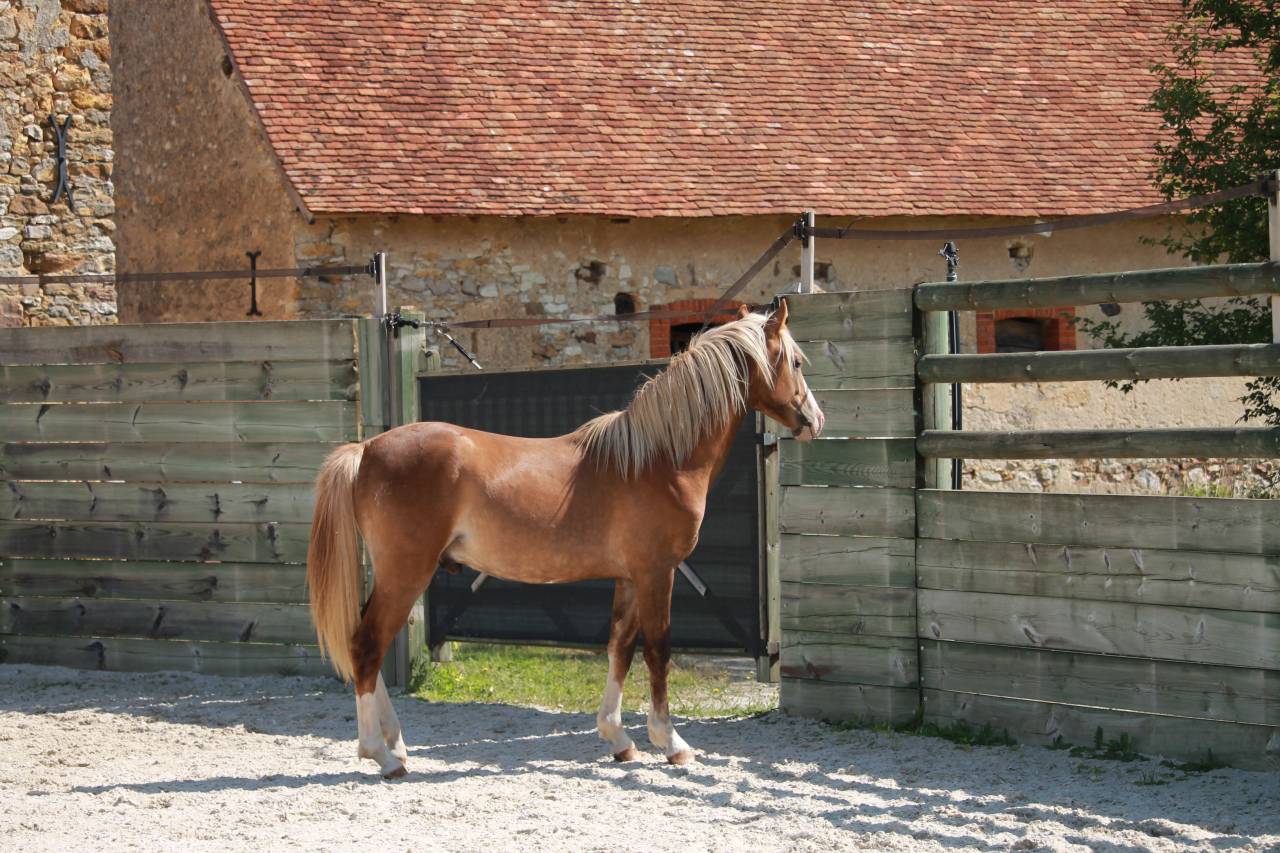 M&acirc;le PFS 2 ans par Dragibus du Rouget