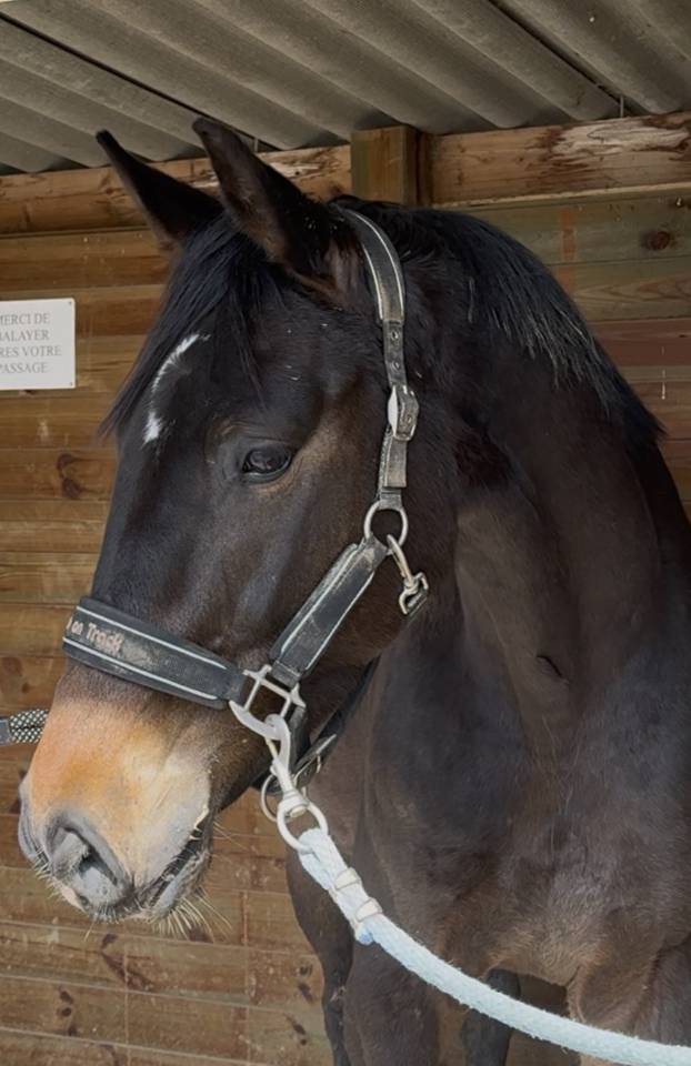 Hongre CSO 1m70 Radios ok