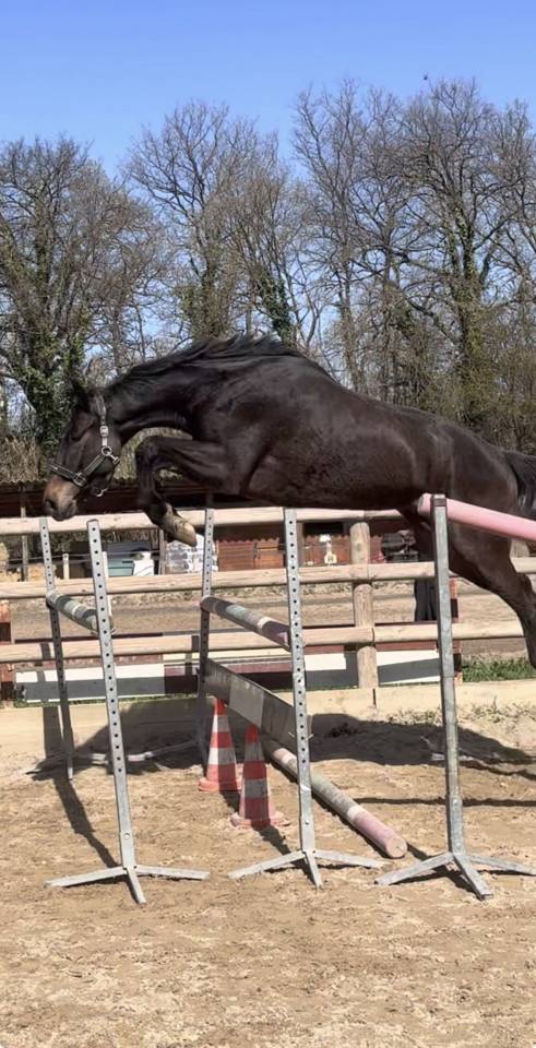 Hongre CSO 1m70 Radios ok