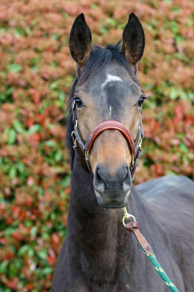 Poulini&egrave;re 5 ans 