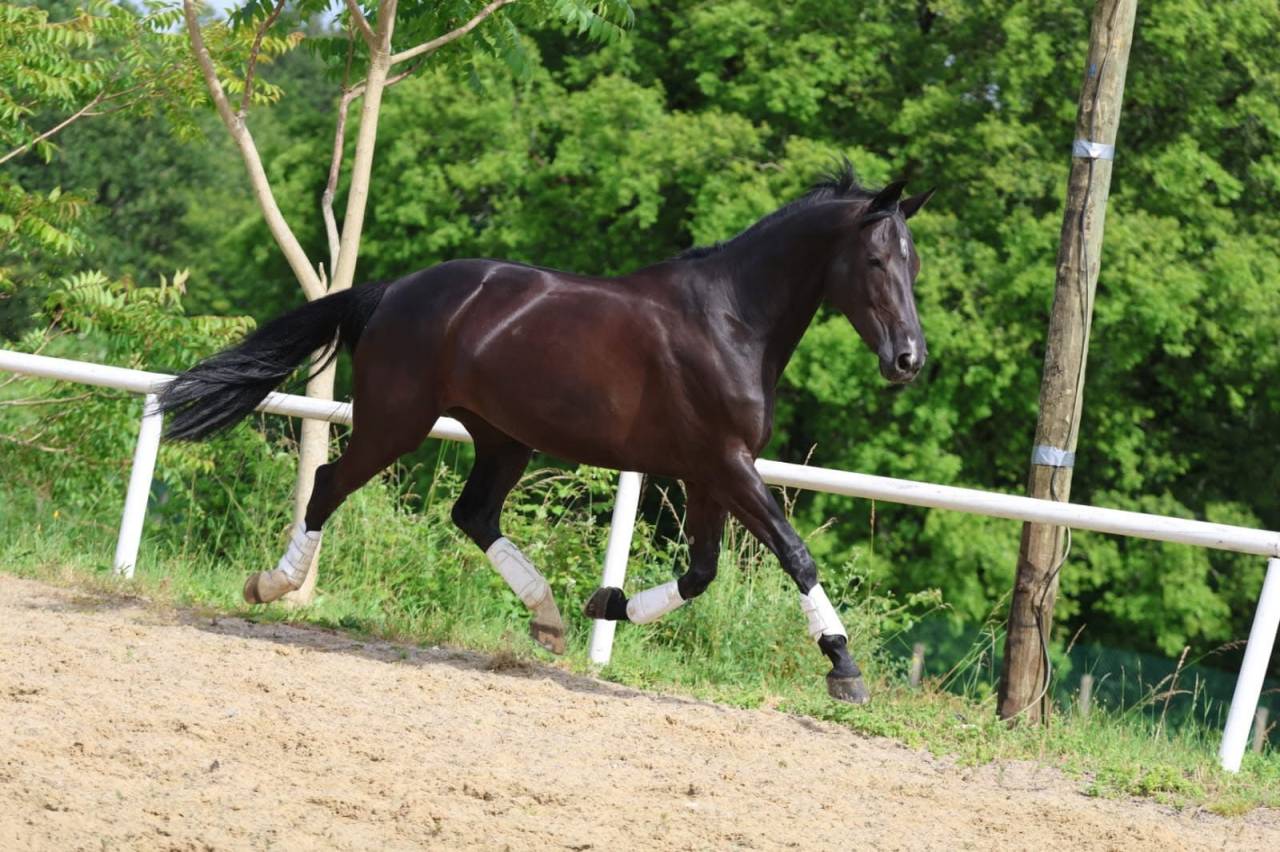 Vends superbe Jument dressage et cso