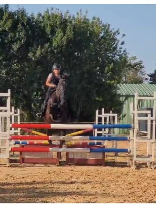 Vends superbe Jument dressage et cso