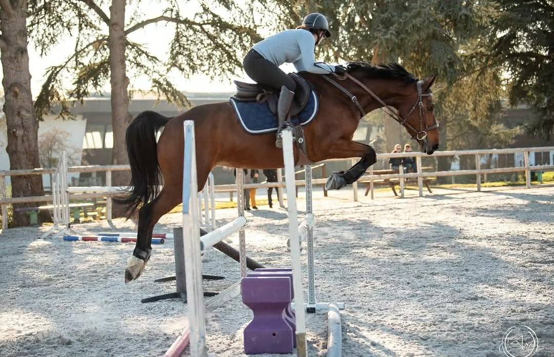 Jument Selle Fran&ccedil;ais