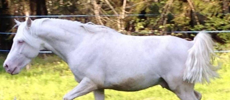 Entier petit cheval cr&egrave;me 