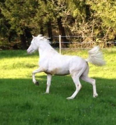 Entier petit cheval cr&egrave;me 