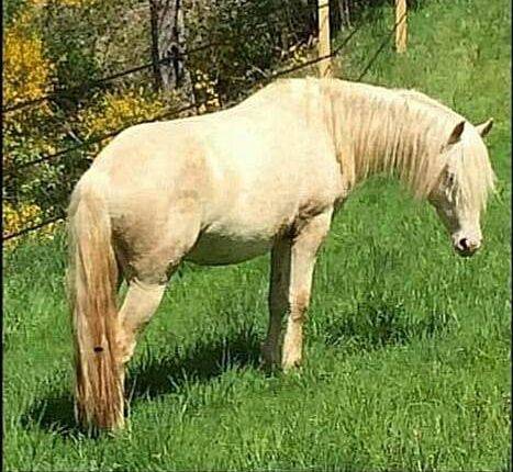 Entier petit cheval cr&egrave;me 