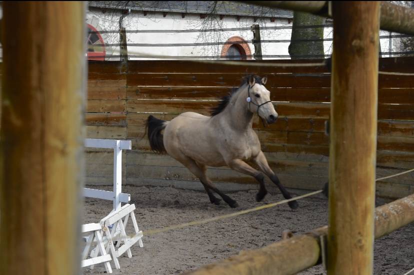 Hongre 6 ans DSA isabelle