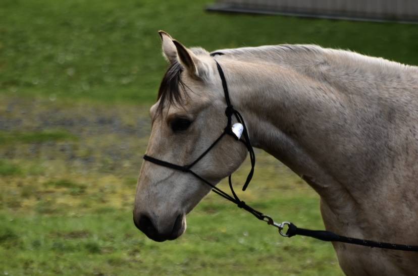 Hongre 6 ans DSA isabelle