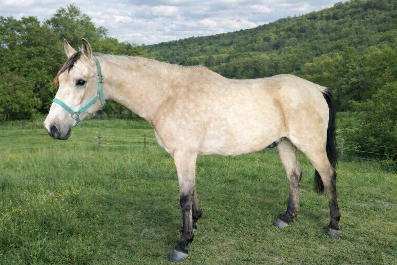 Hongre 6 ans DSA isabelle