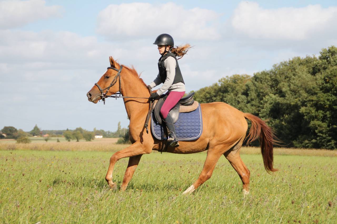 Hongre plein papier bwp