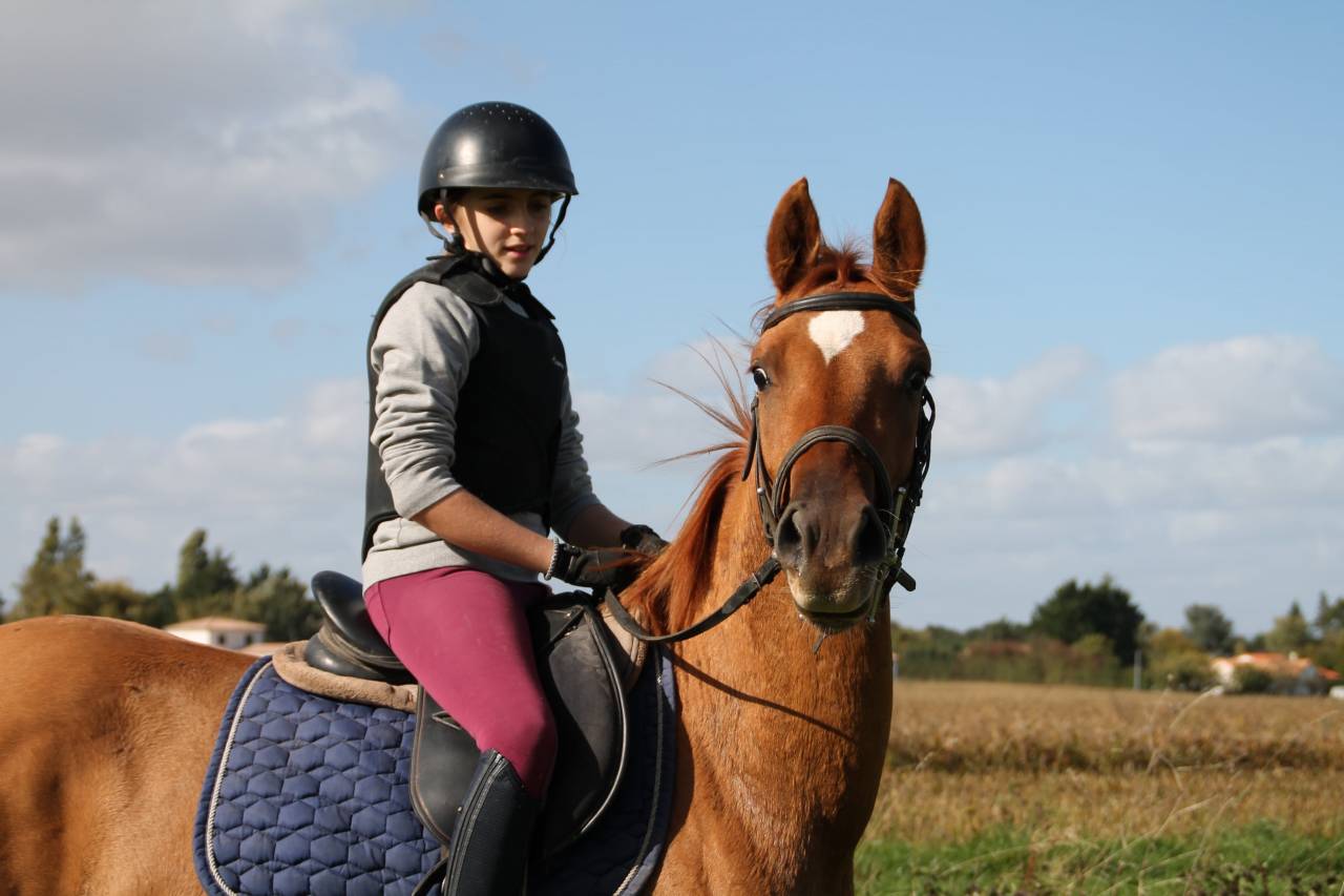 Hongre plein papier bwp