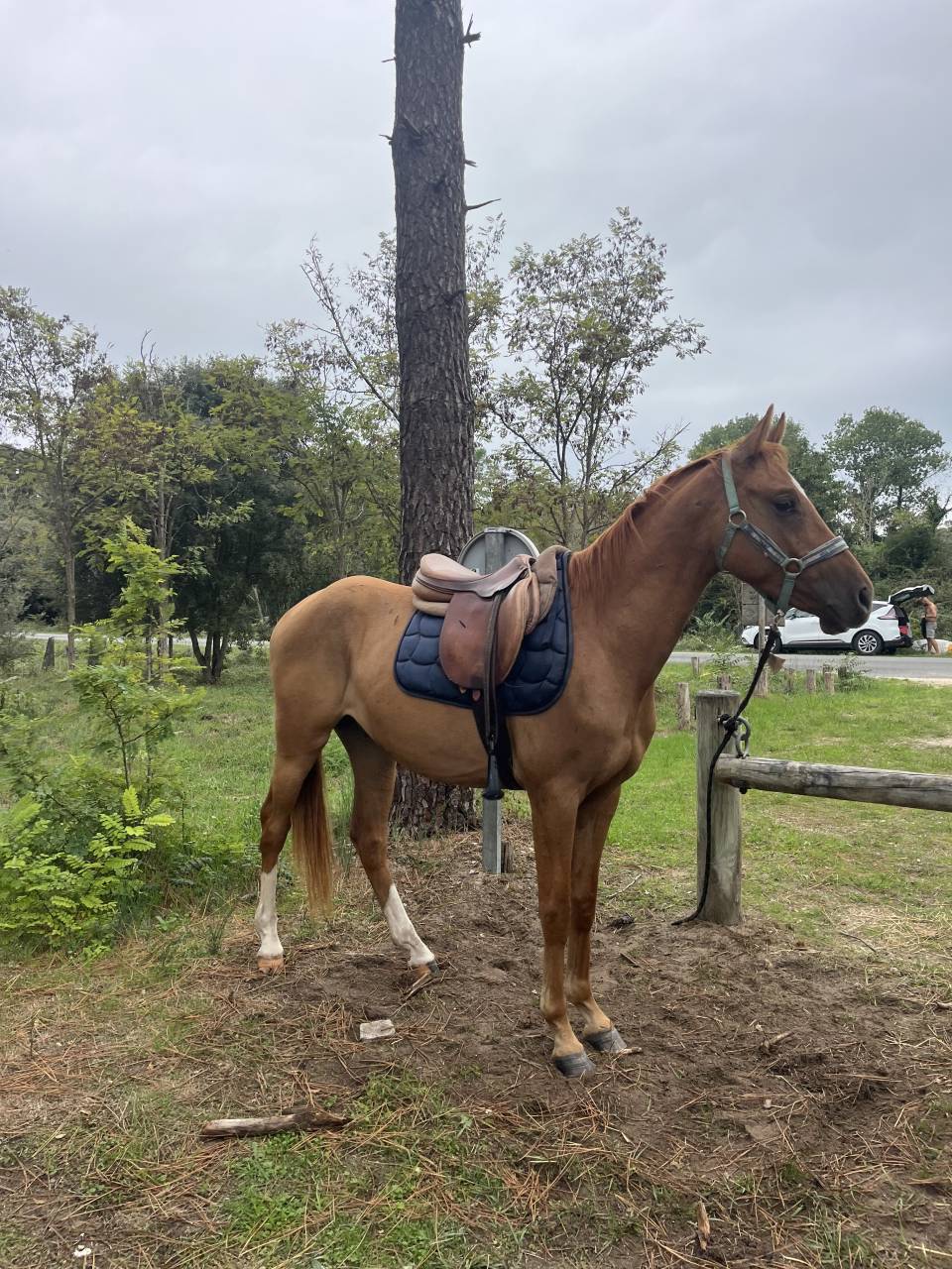 Hongre plein papier bwp