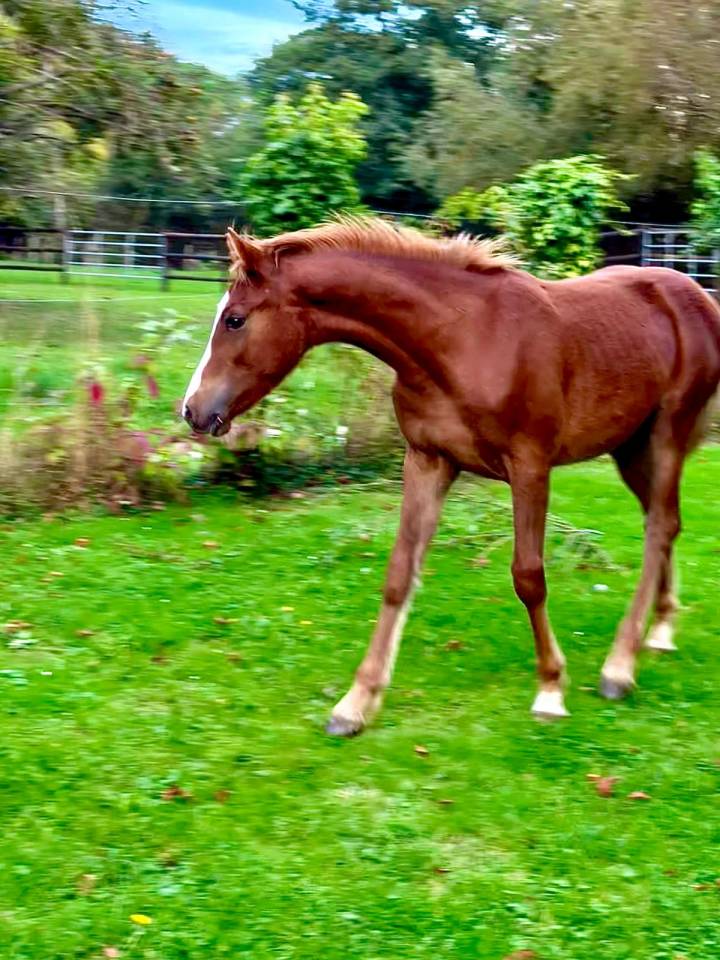 Poney D PFS/connemara 1 an 