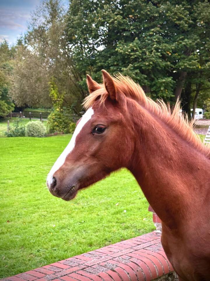 Poney D PFS/connemara 1 an 