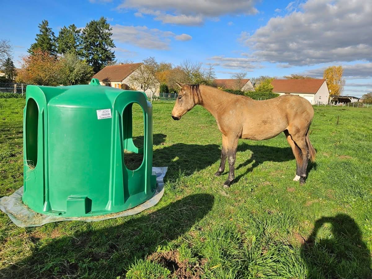 Pouliche de 2 ans SF Isabelle par Eldorado Van de Rib