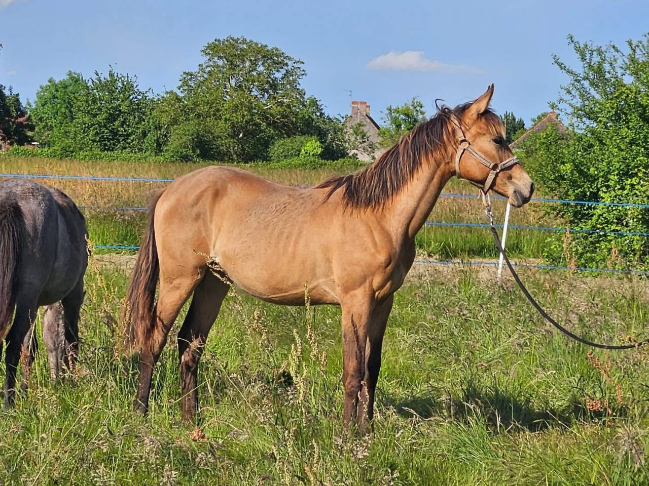 Pouliche de 2 ans SF Isabelle par Eldorado Van de Rib