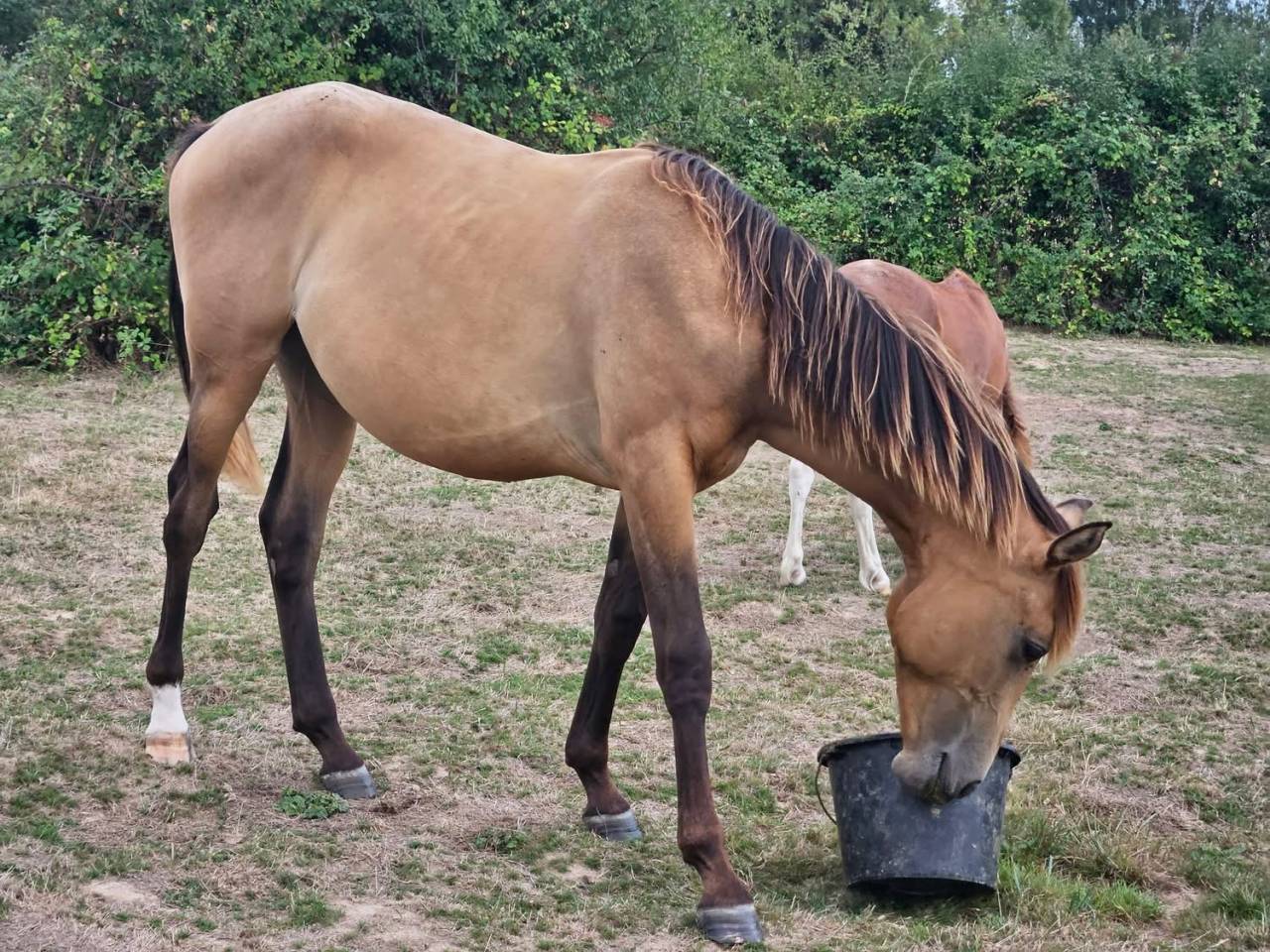 Pouliche de 2 ans SF Isabelle par Eldorado Van de Rib