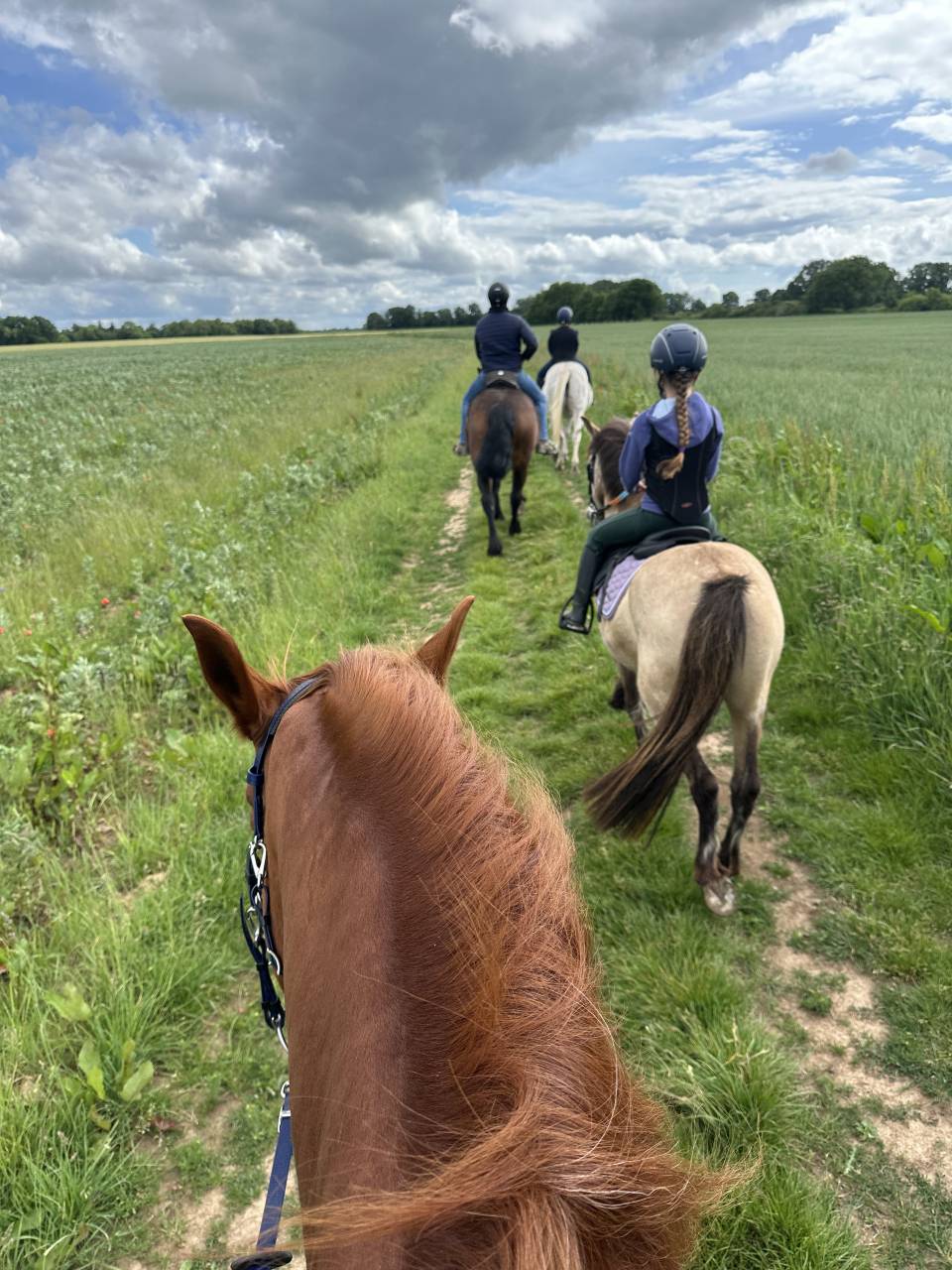 Belle propri&eacute;t&eacute; &eacute;questre + G&icirc;tes