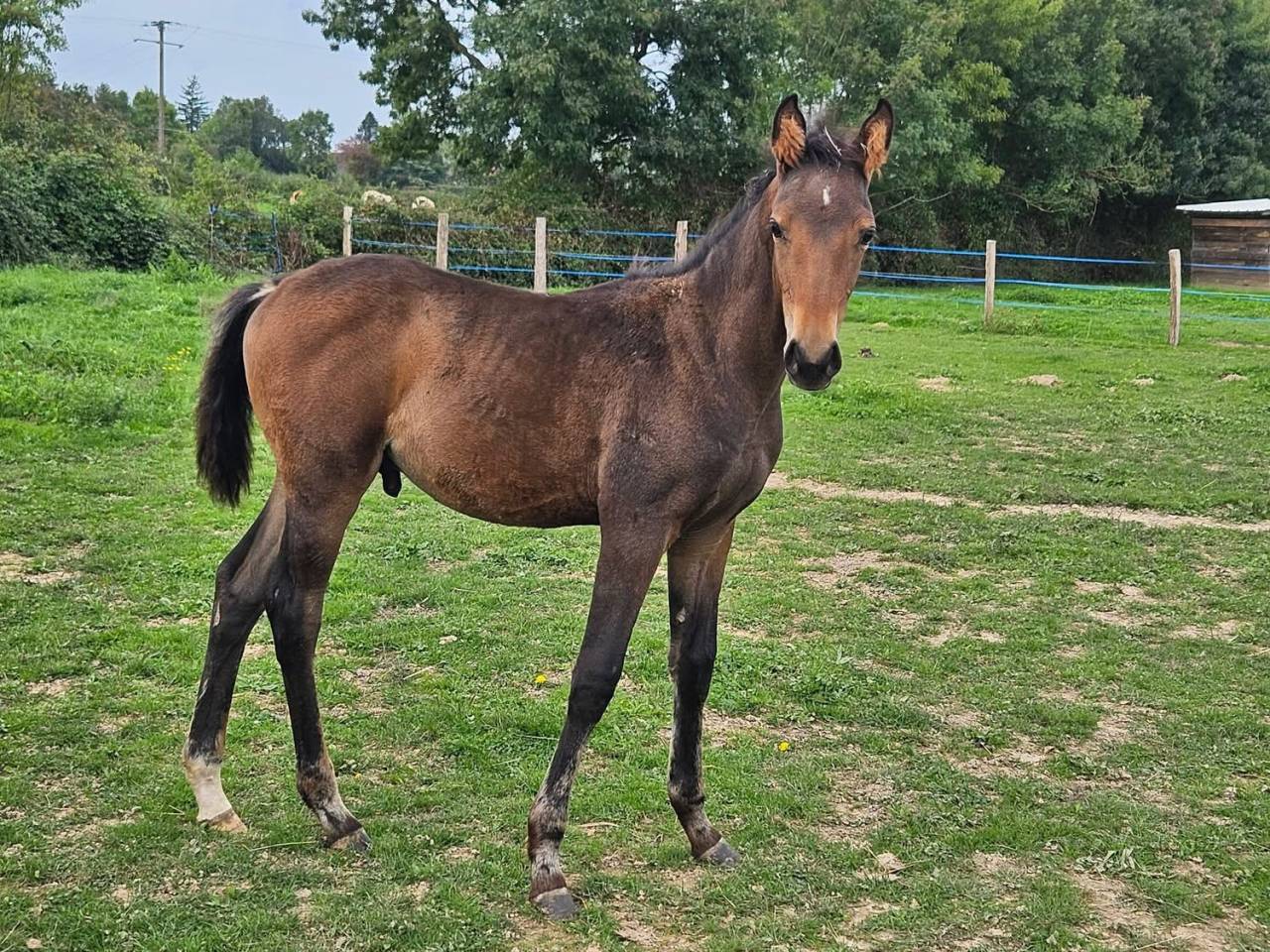 Poulain SF par Roccossifred 