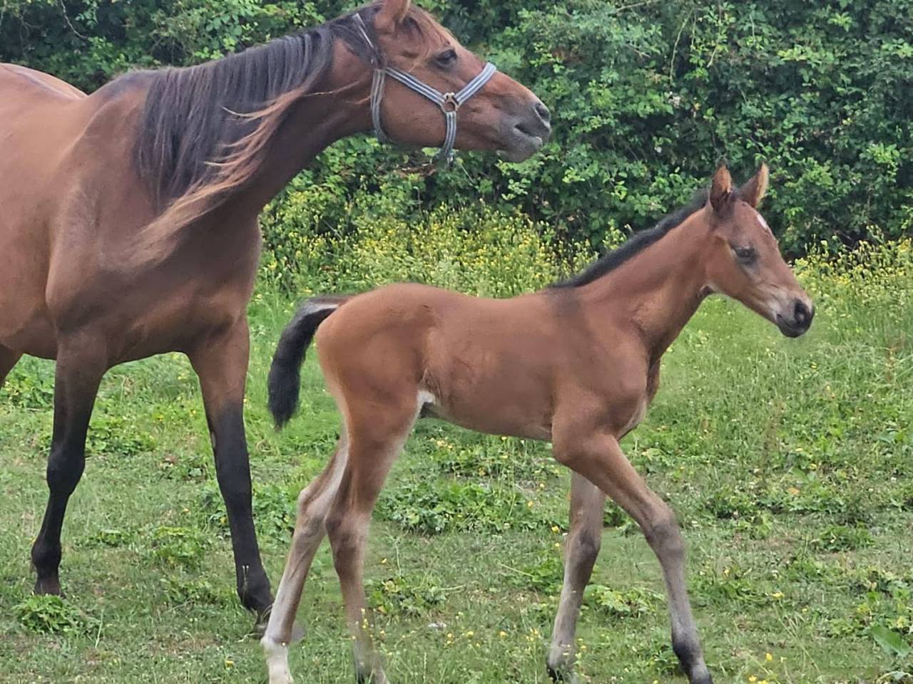 Poulain SF par Roccossifred 