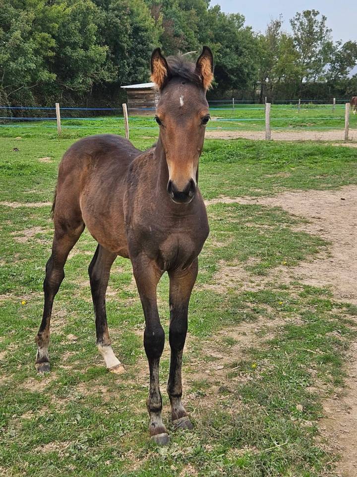 Poulain SF par Roccossifred 