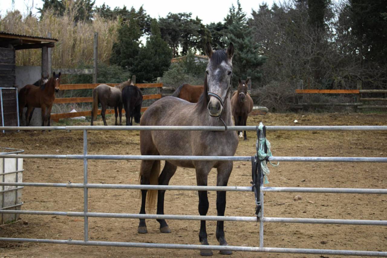 jument barbe espagnol 4 ans