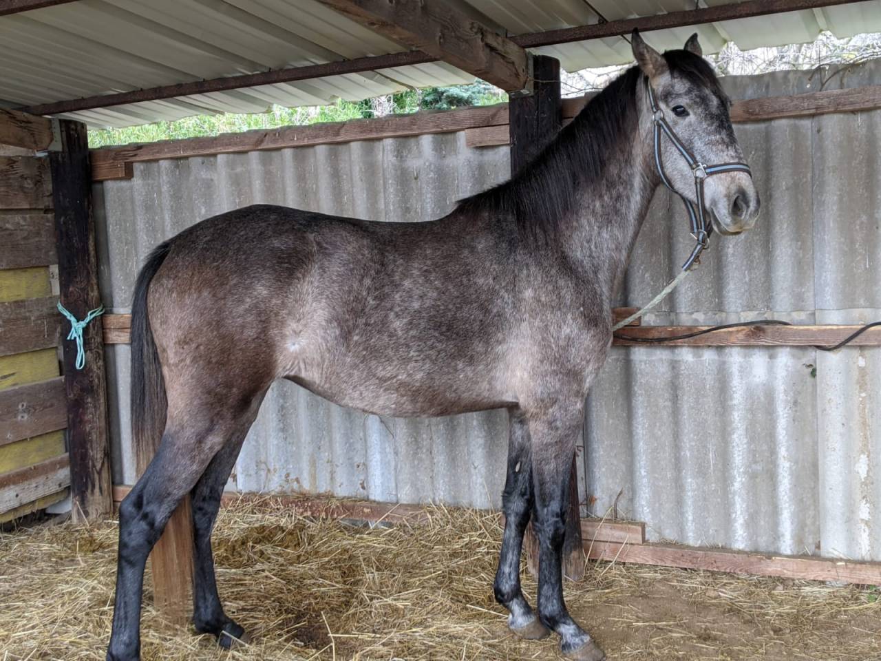 jument barbe espagnol 4 ans